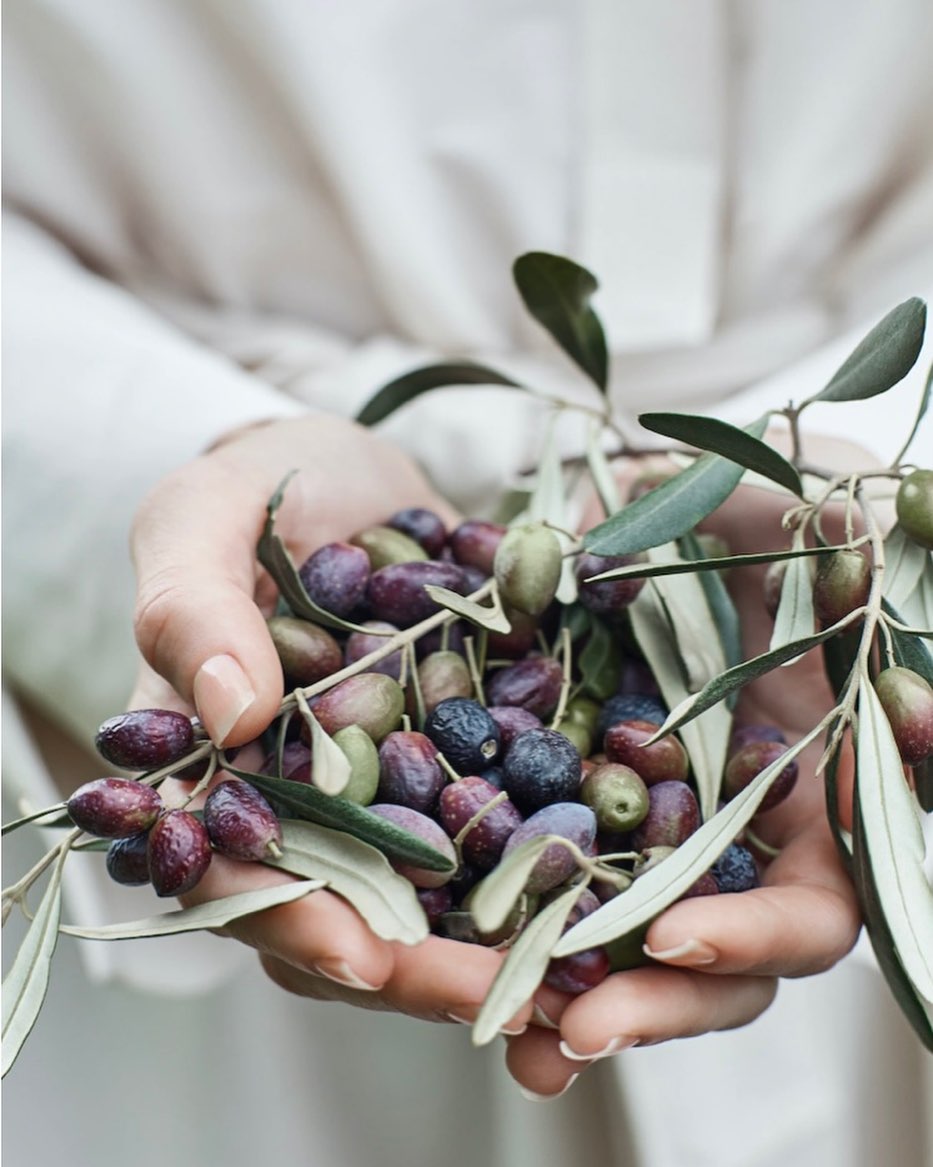 A person holding freshly picked olives on branches in their hands, featuring a shallow depth of field and soft lighting. Food and beverage focus.