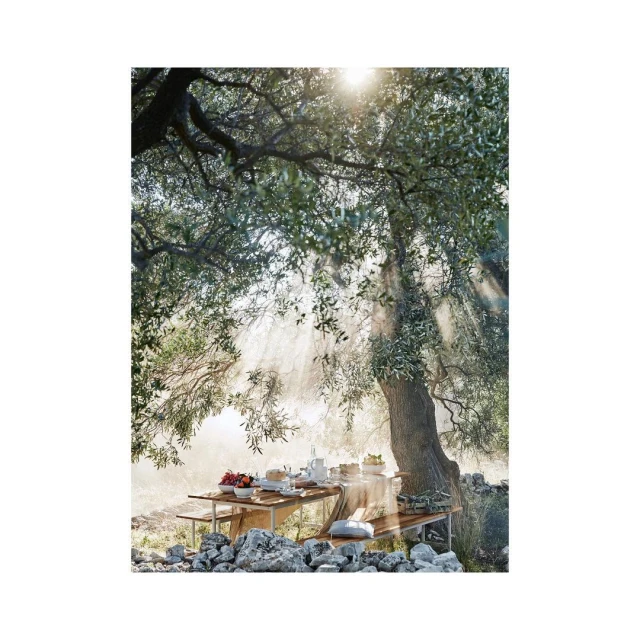 Outdoor picnic table setup under a large tree with sunlight streaming through the leaves creating a tranquil, natural setting.
