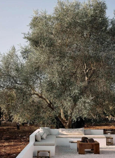 Outdoor seating area with white stone pavers and an olive tree. Minimalist design, neutral color palette, and natural textures.