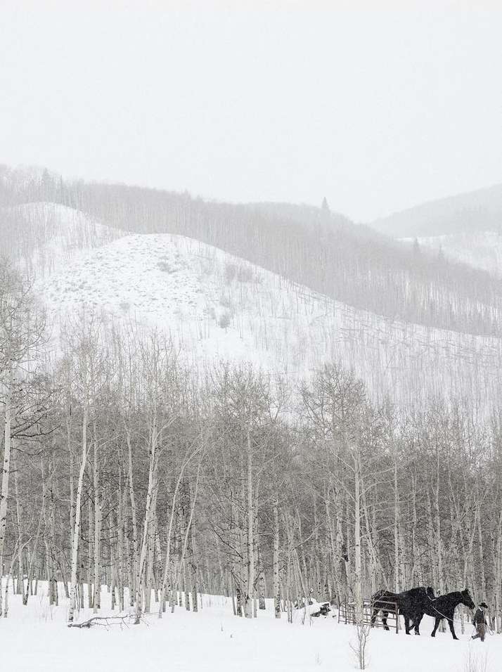 Two black horses stand in a snowy forest landscape with bare trees and a distant, snow-covered hill in an outdoor winter setting.