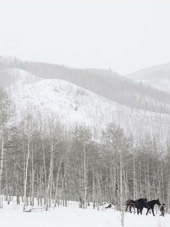 Two black horses stand in a snowy forest landscape with bare trees and a distant, snow-covered hill in an outdoor winter setting.