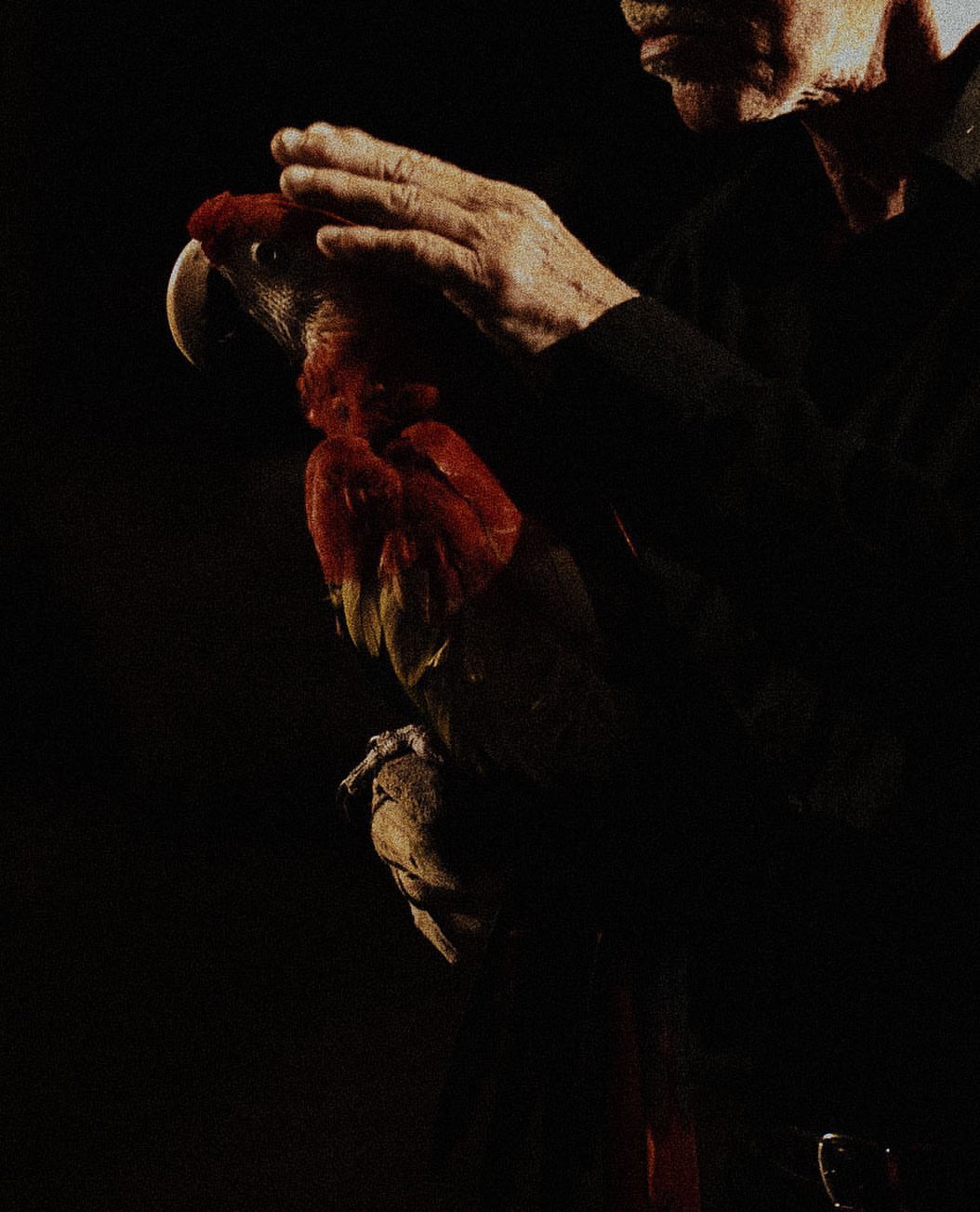 Person strokes a red macaw in a close-up shot with a dark background. The macaw's feathers show bright reds and yellows.