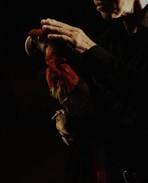 Person strokes a red macaw in a close-up shot with a dark background. The macaw's feathers show bright reds and yellows.
