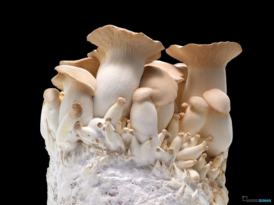Cluster of king oyster mushrooms on a growing medium, set against a black background in a studio shot, with pale hues.