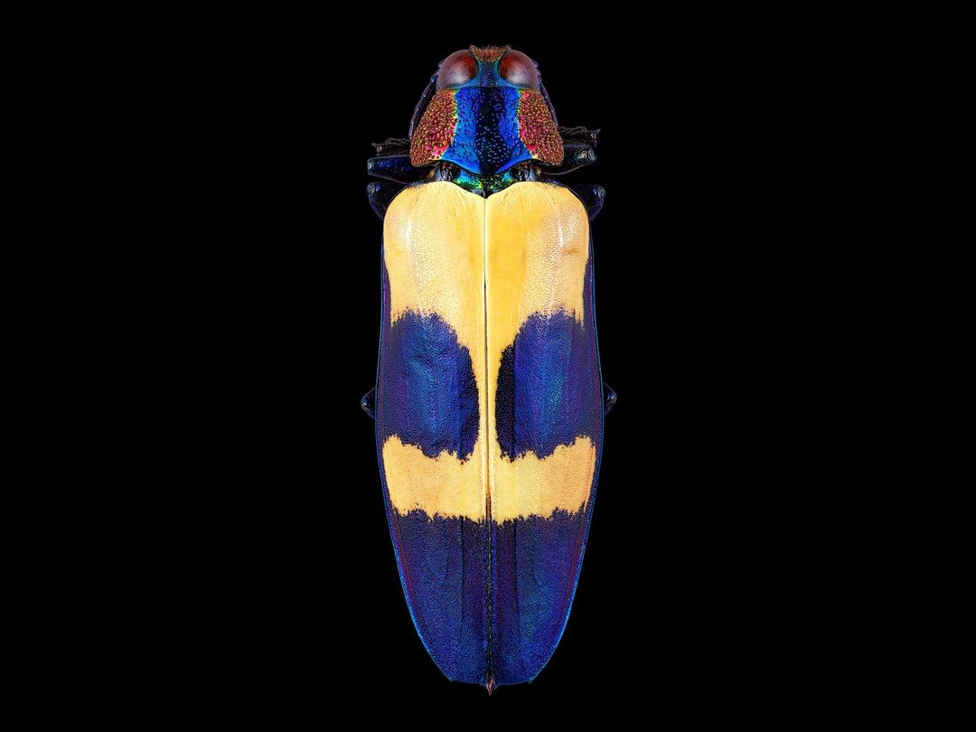 Jewel beetle close-up showing its vibrant yellow, blue, and red colors set against a black background for striking contrast and detail.