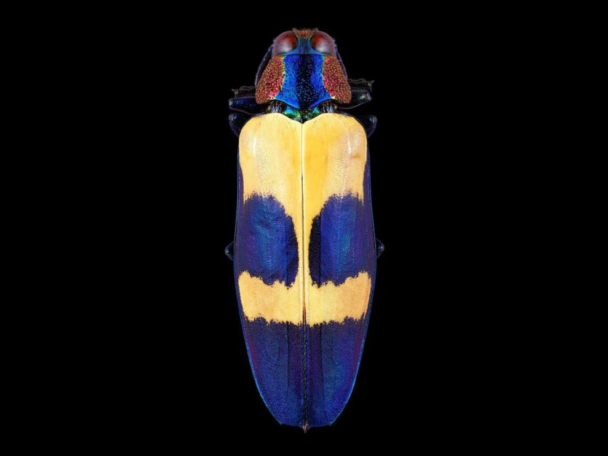Jewel beetle close-up showing its vibrant yellow, blue, and red colors set against a black background for striking contrast and detail.