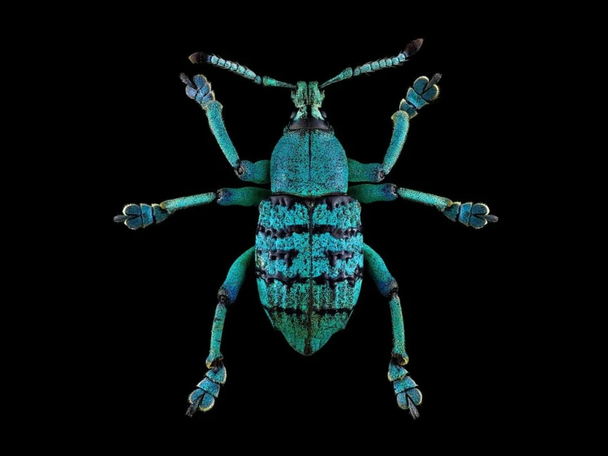 Detailed macro studio shot of a turquoise weevil beetle with black accents, exhibiting its intricate patterns and textures against a black backdrop.