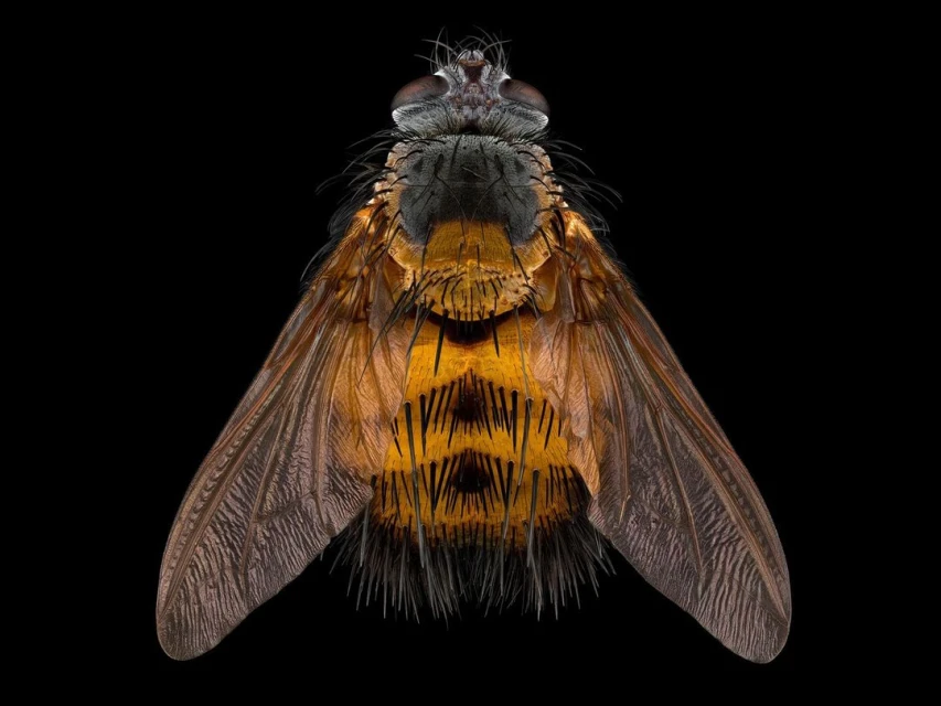 Macro photography of a tachinid fly with striking orange and black patterns, intricate wing details, and a dark background.