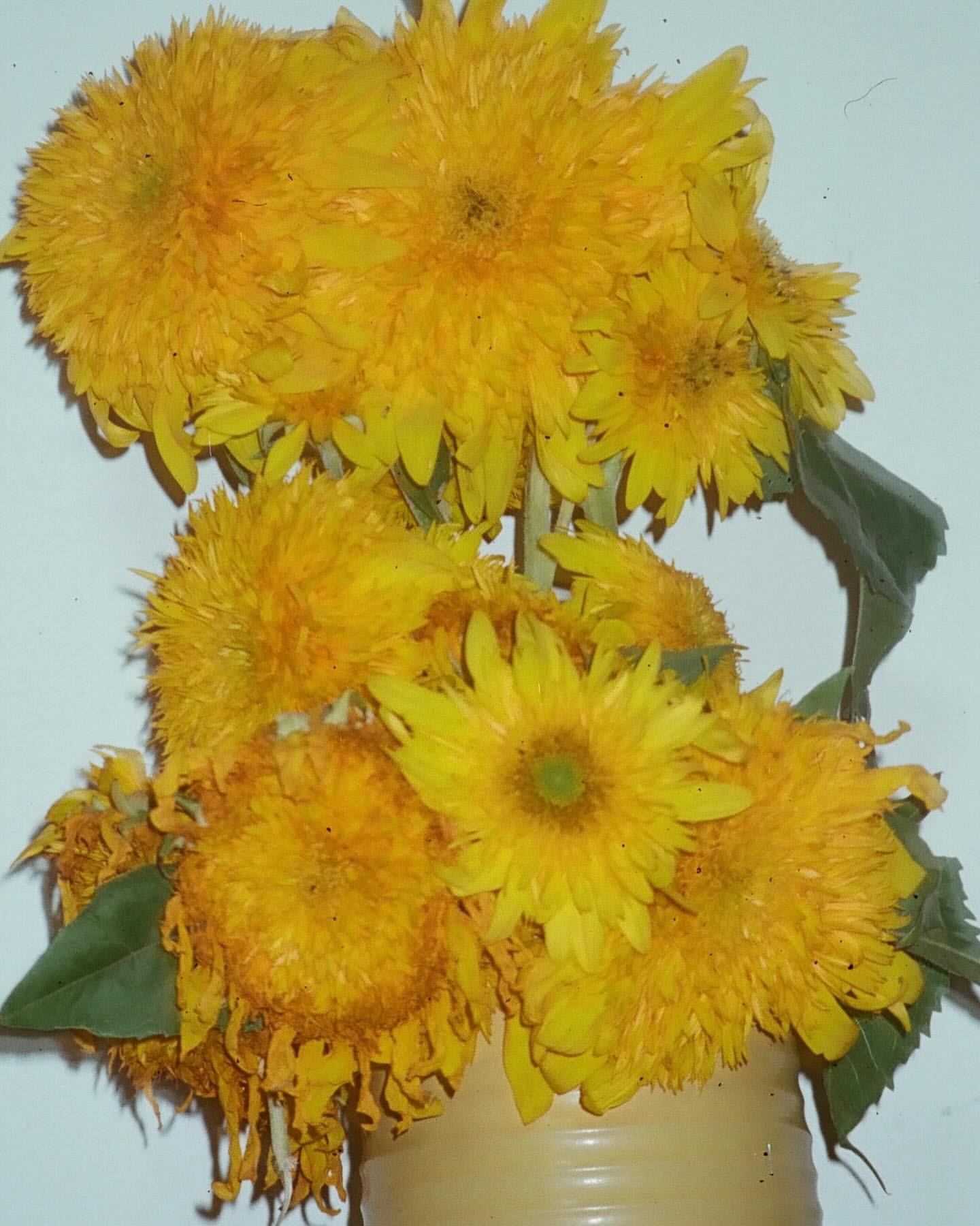 Close-up of a vase filled with vibrant yellow sunflowers, showcasing the flowers' texture and color against a neutral background.