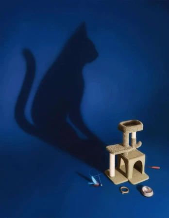 Cat shadow on a blue wall with a cat tree and cat toys. Indoor setting with strong shadow and pet accessories visible.