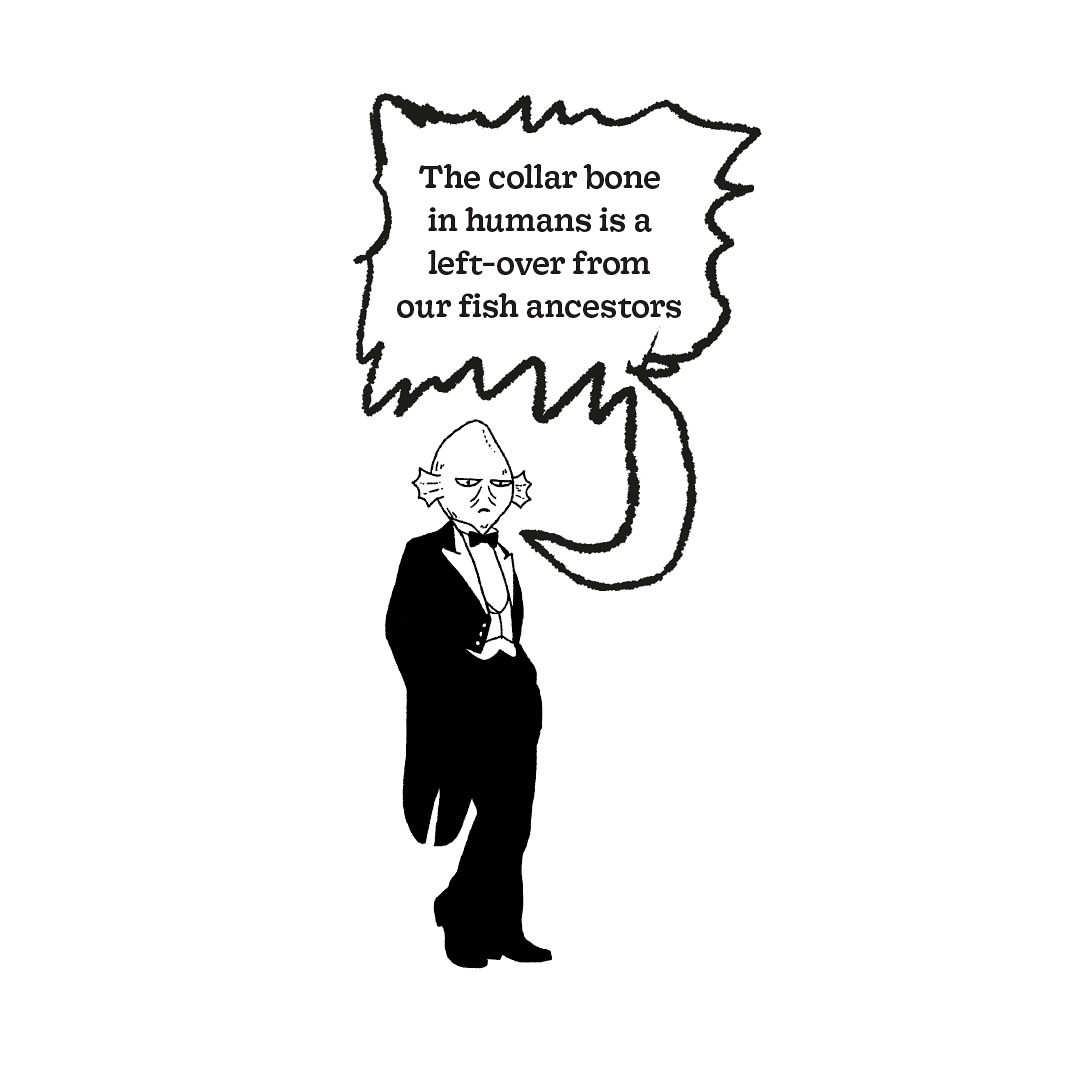 Illustration of a humanoid fish wearing a tuxedo with a speech bubble that reads 'The collar bone in humans is a leftover from our fish ancestors.'