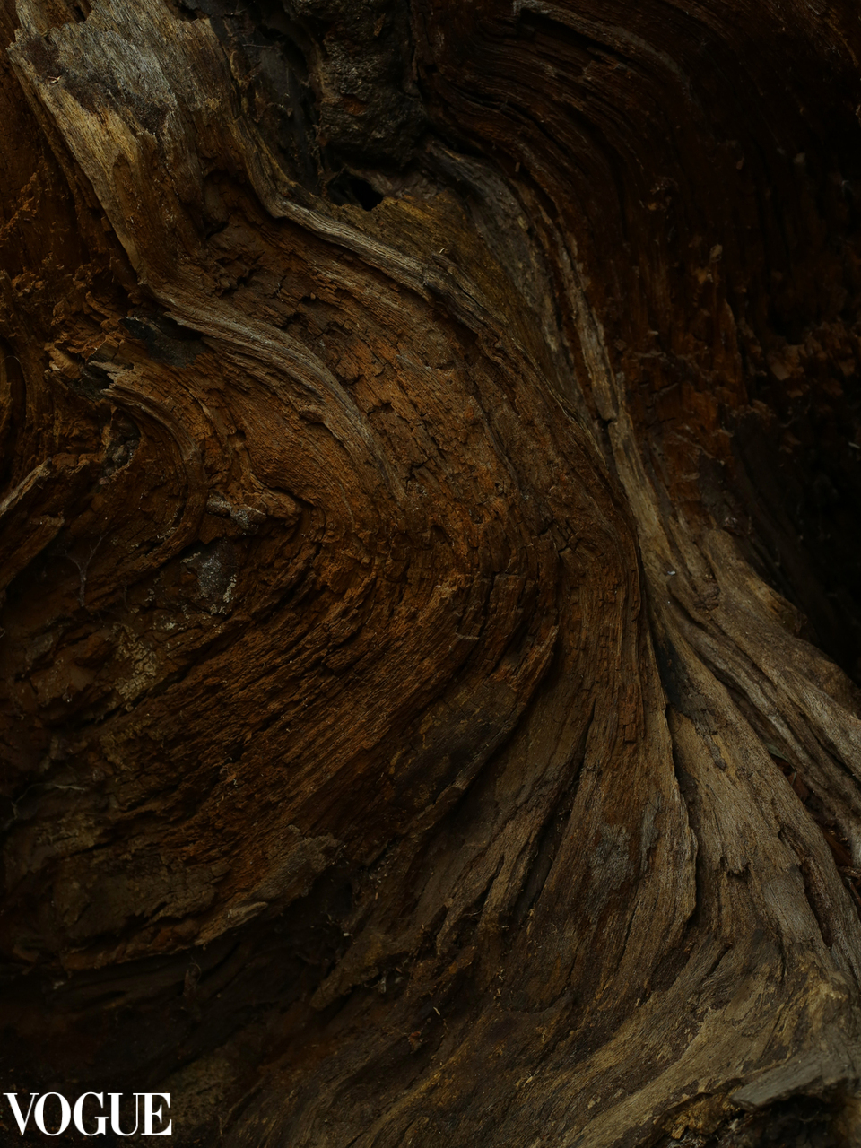 Close-up of a decaying tree trunk with visible wood grain and brown coloration, showing textured patterns and natural organic forms.