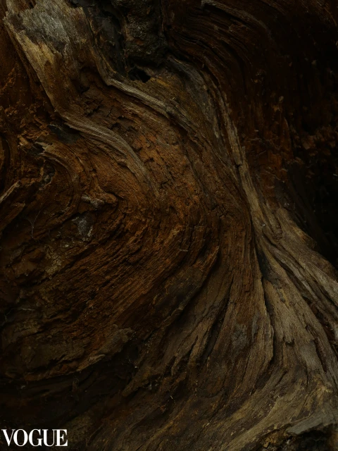 Close-up of a decaying tree trunk with visible wood grain and brown coloration, showing textured patterns and natural organic forms.