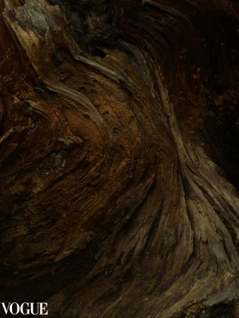 Close-up of a decaying tree trunk with visible wood grain and brown coloration, showing textured patterns and natural organic forms.