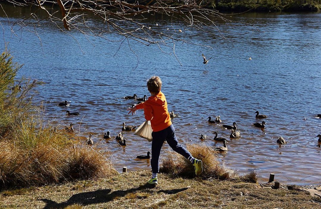 A child in an orange shirt feeds ducks by a lake on a sunny day, casting a shadow on the grassy bank. The scene is peaceful and natural.