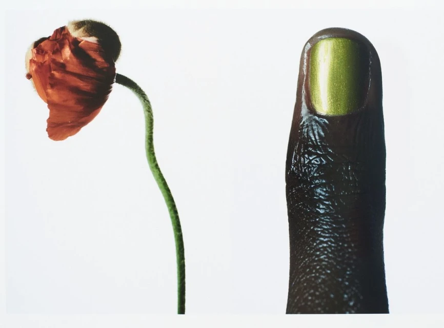 Close-up studio shot features a red poppy flower head and a dark-skinned human finger with a green polished nail against a white backdrop.