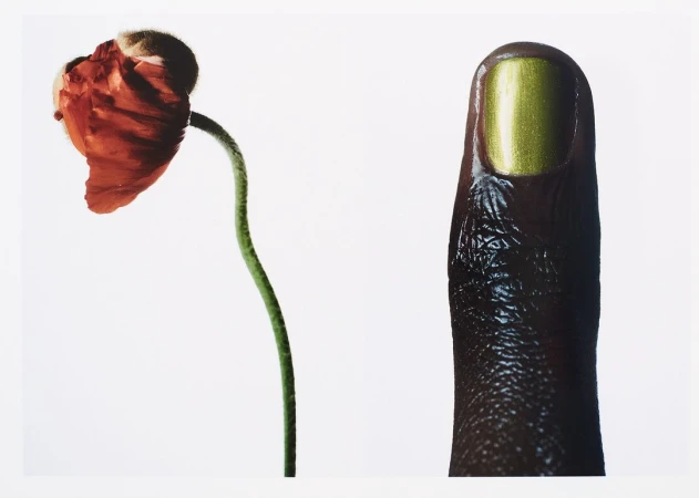 Close-up of an orange poppy flower on a stem paired with a dark-skinned finger with a green metallic polished nail against a white background.