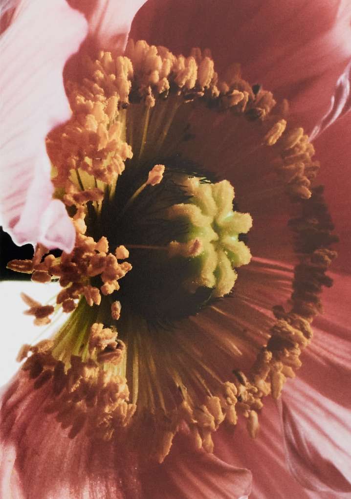 Macro photograph of a light pink flower with a dark center surrounded by yellow stamens, captured in a close-up view with soft lighting.