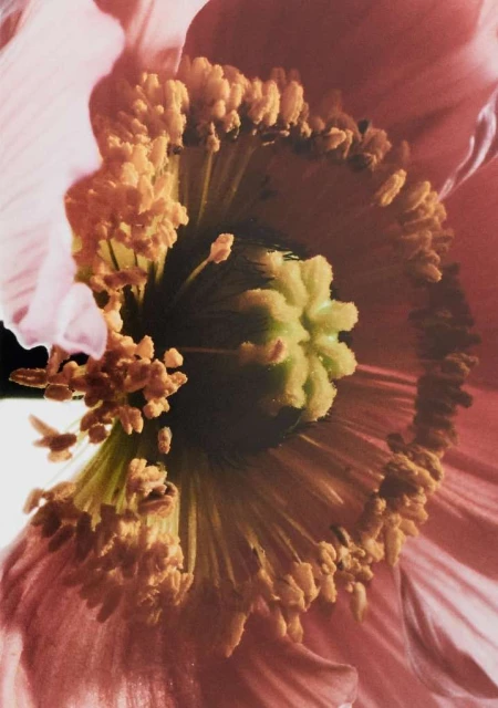 Macro photograph of a light pink flower with a dark center surrounded by yellow stamens, captured in a close-up view with soft lighting.