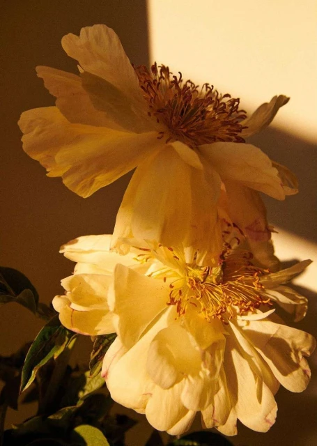 Close-up of two yellow peony flowers in bloom with green leaves against a soft yellow backdrop, capturing a warm, serene floral composition.