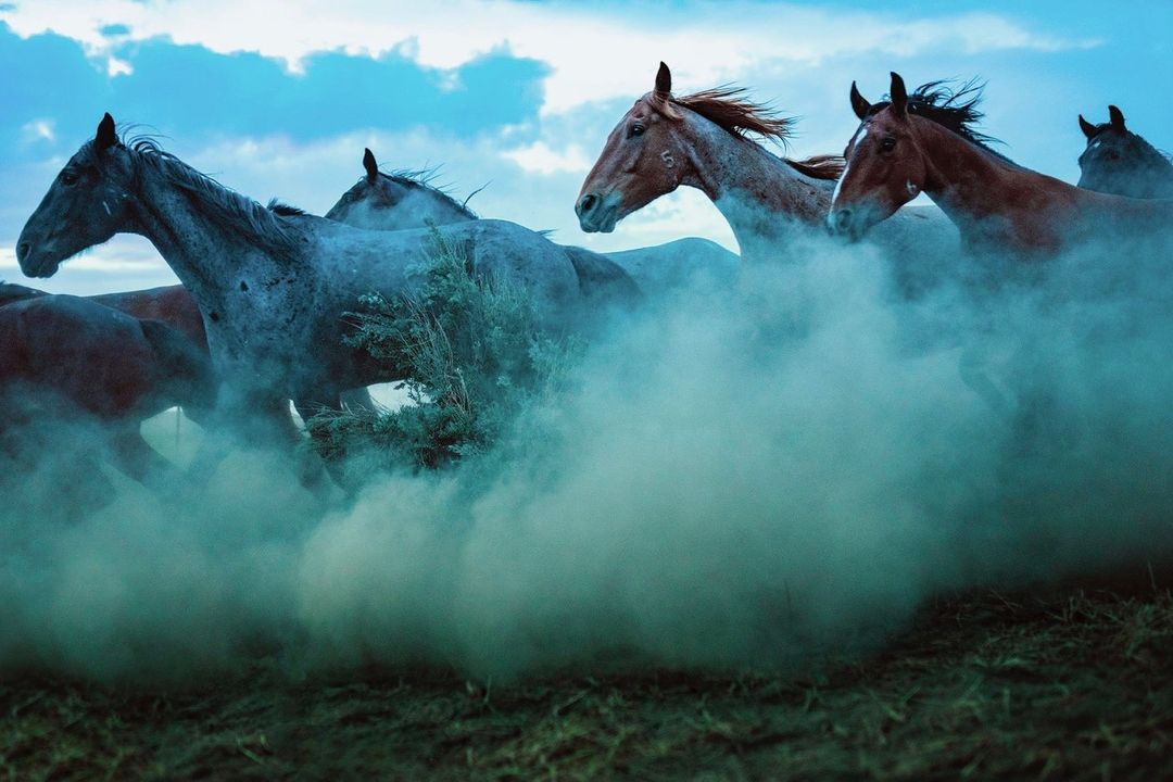 Herd of horses galloping through a dusty field under a partly cloudy sky, creating a dynamic and visually stunning wildlife scene.