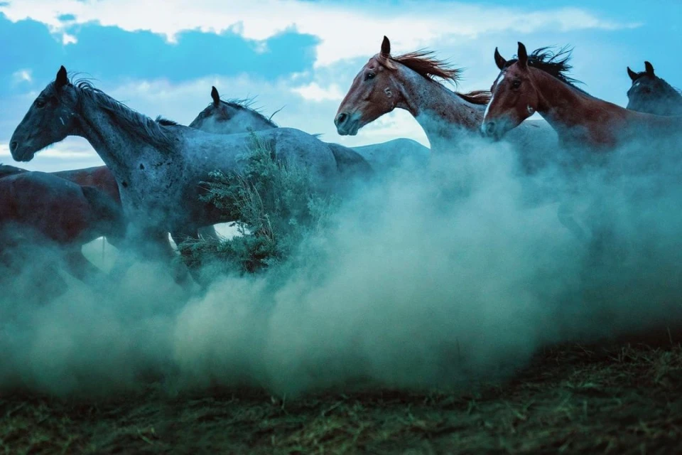 Herd of horses galloping through a dusty field under a partly cloudy sky, creating a dynamic and visually stunning wildlife scene.