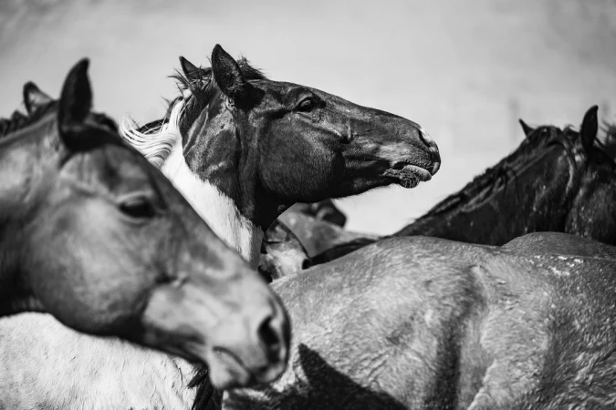 Close-up black and white photograph of a group of horses in an outdoor setting, showcasing their heads and bodies with soft, diffused lighting.