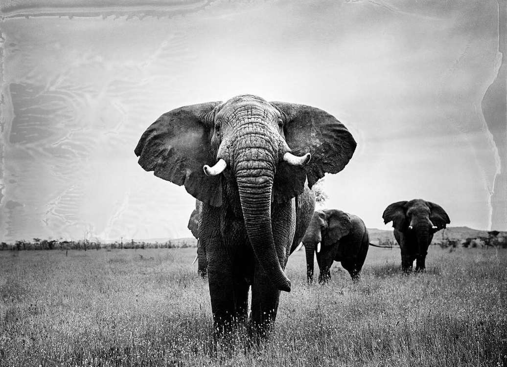 Black and white image of four elephants in a grassy field. The largest elephant is in the foreground, with the others behind.