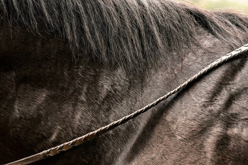 Close-up shot of a dark brown horse with a braided leather whip resting on its back; texture, pattern, and animal themes dominate.