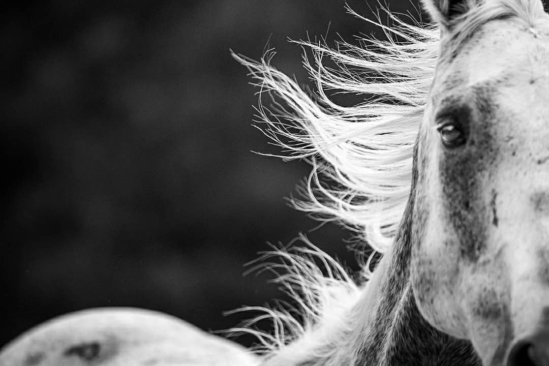 Close-up black and white image capturing the right side of a horse's face with a flowing mane against a dark background in monochrome.
