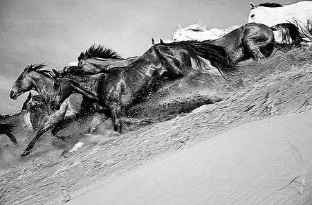 Dramatic black-and-white photograph of a herd of wild horses running across a sandy landscape, showcasing their power and untamed spirit.