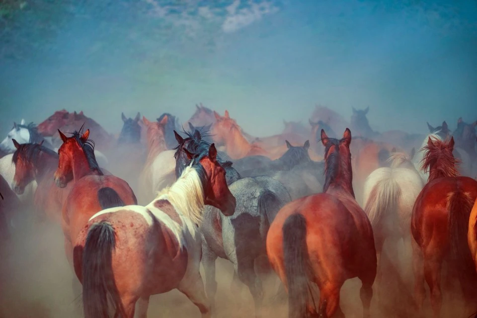 Dramatic herd of chestnut, white, and grey horses running through a dusty field, captured in a dynamic, medium outdoor shot.