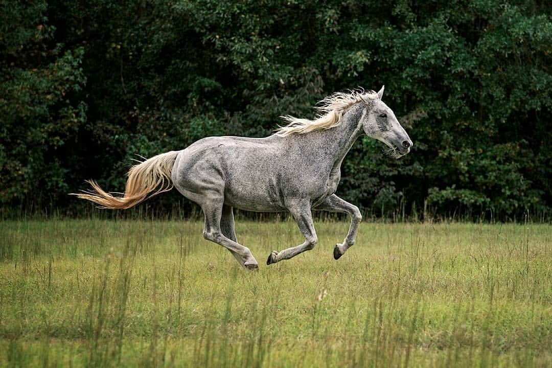 Side profile of a gray dappled horse galloping through a green field with a dark green forest visible in the background, outdoors.