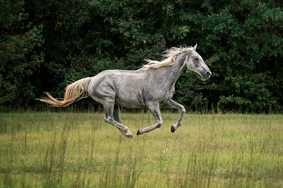 Side profile of a gray dappled horse galloping through a green field with a dark green forest visible in the background, outdoors.