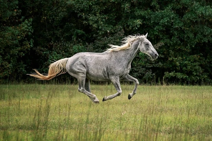 Side profile of a gray dappled horse galloping through a green field with a dark green forest visible in the background, outdoors.