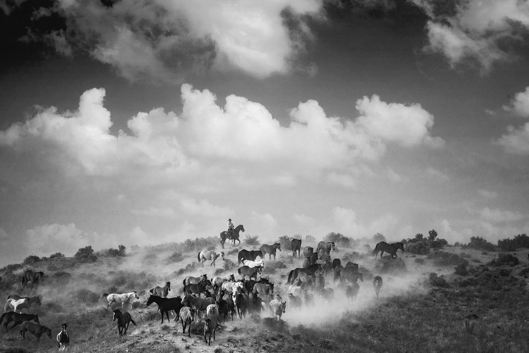 Black and white photograph of a large herd of horses running across a dusty, grassy hillside beneath a cloudy sky, with a rider on horseback.
