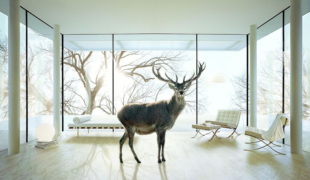 Majestic deer stands in a modern, sunlit room with floor-to-ceiling windows, offering views of a winter landscape. Interior design elements visible.