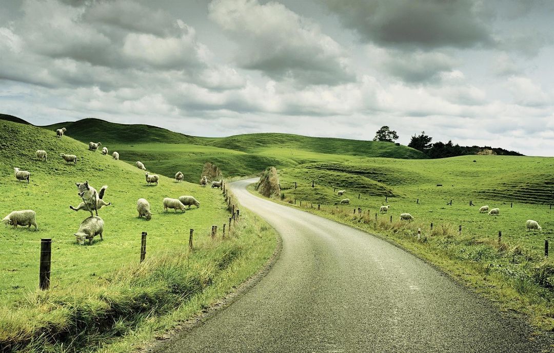 Green rolling hills with a road winding through and sheep grazing, overcast sky, creating a serene countryside landscape.