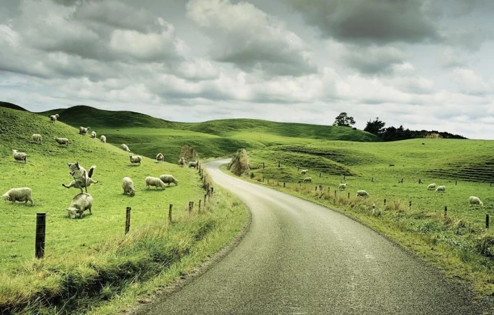 Green rolling hills with a road winding through and sheep grazing, overcast sky, creating a serene countryside landscape.