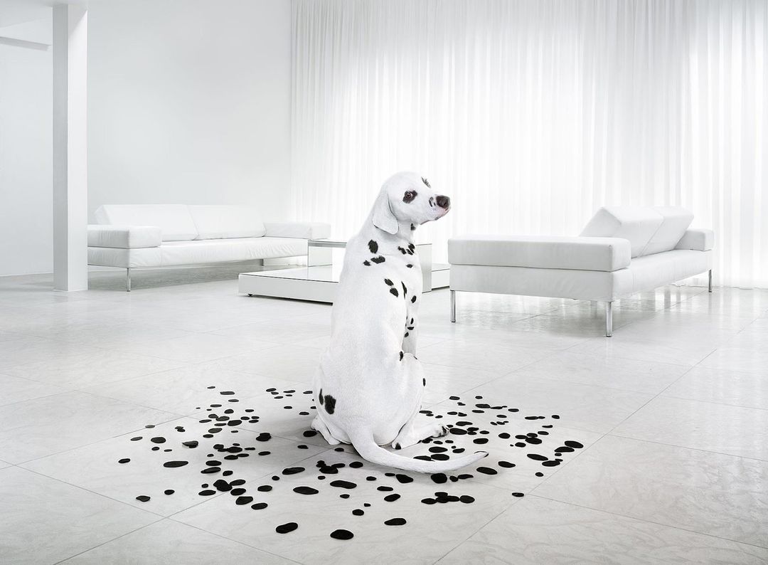 A white Dalmatian dog sits alertly on a black-spotted surface in a bright white room with couches, reflecting minimalism and pet aesthetics.