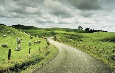 An adventurous dog leaping mid-air among grazing sheep on a lush green rolling hillside next to a winding paved road under an overcast sky.