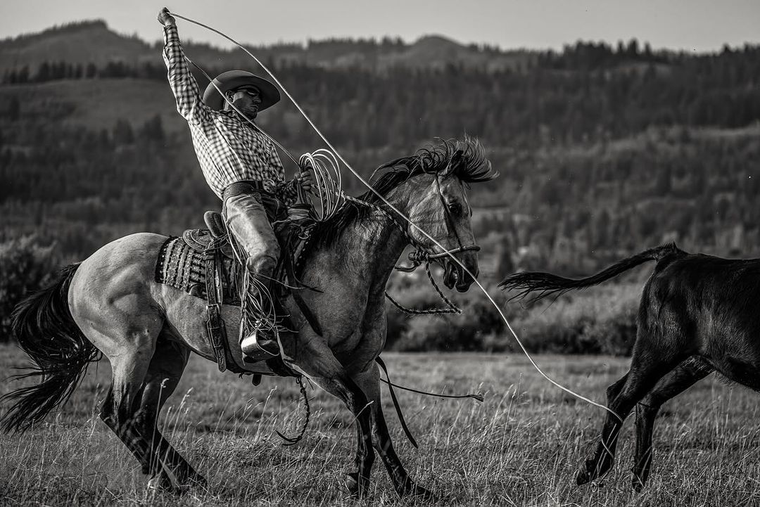 Black and white photograph of a cowboy riding a horse and swinging a lasso in a grassy field with trees in the background.