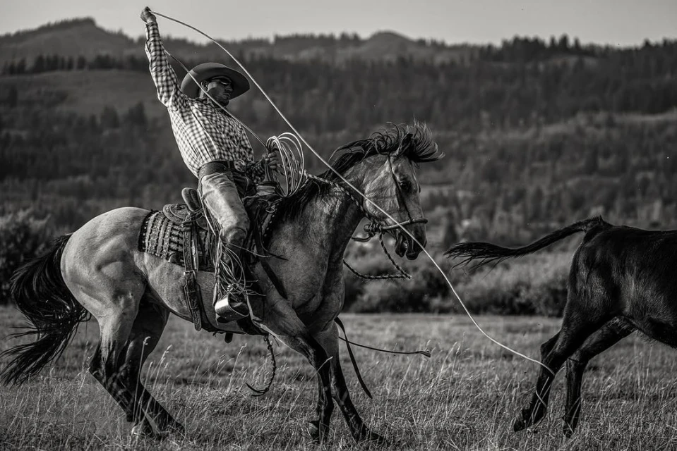 Black and white photograph of a cowboy riding a horse and swinging a lasso in a grassy field with trees in the background.
