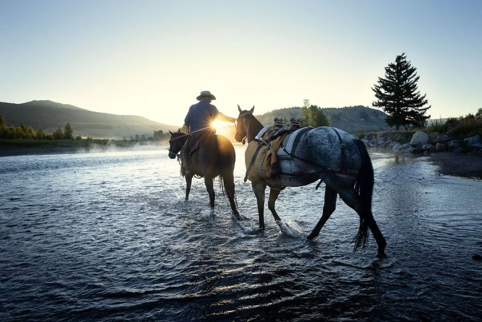 Two horses with riders wade through a shallow river at sunrise with mountains and a coniferous tree visible in the background.