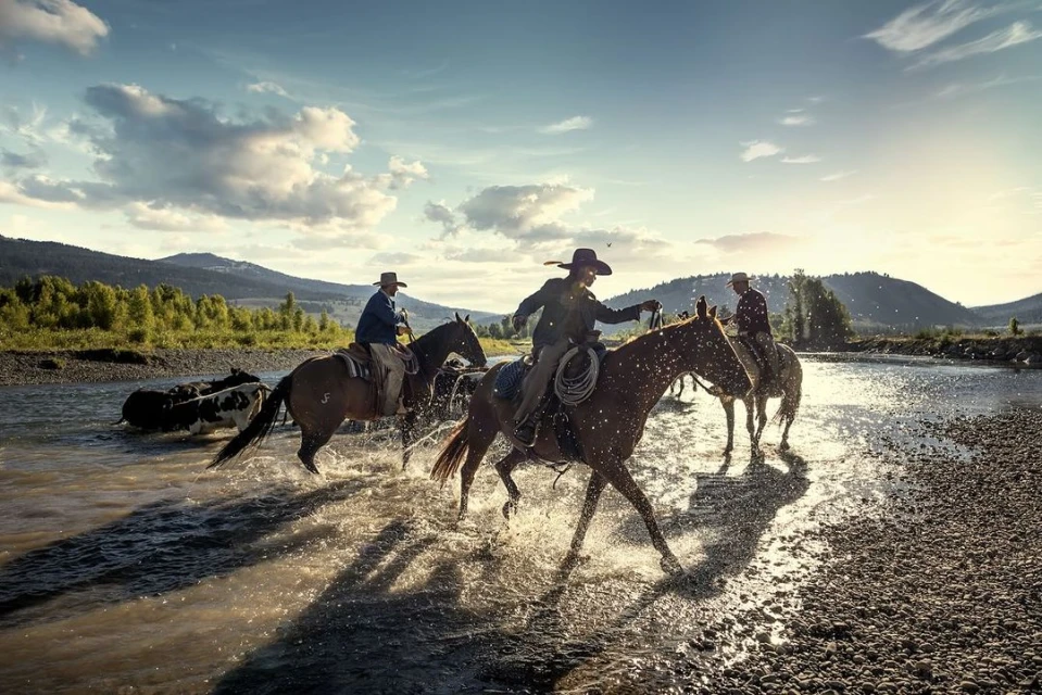 Three cowboys on horseback guide cattle through a shallow river at sunrise with trees and mountains in the background.