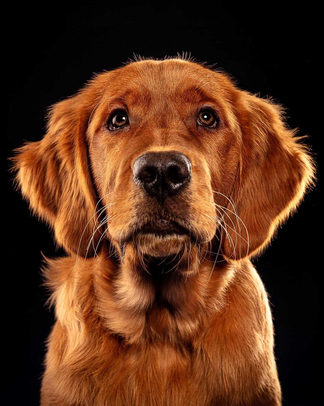 Close-up portrait of a golden retriever puppy with its head and shoulders visible against a solid black backdrop, looking directly at the camera.