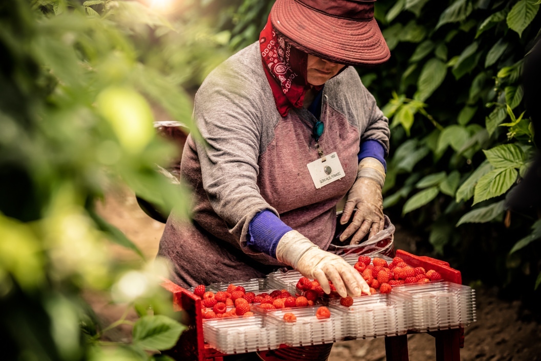 Woman in hat and gloves picking raspberries in a field, sorting them into clear plastic containers, surrounded by green foliage.