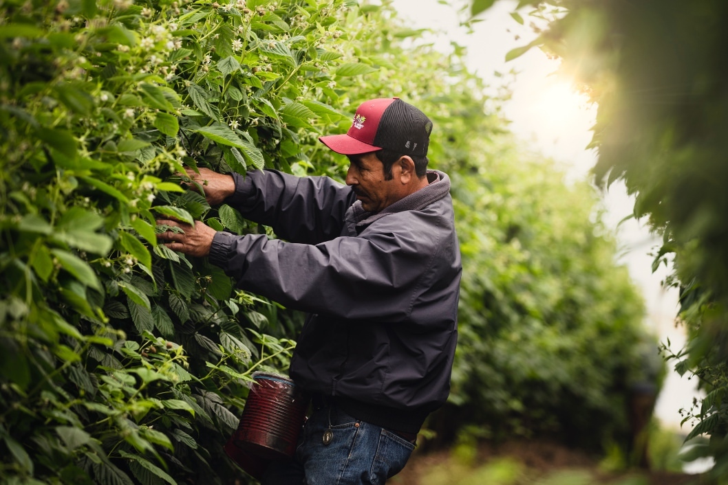 Adult man in a field picking berries with a bucket visible, wearing a hat and jacket, surrounded by leafy green plants in daylight.