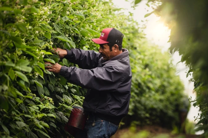 Adult man in a field picking berries with a bucket visible, wearing a hat and jacket, surrounded by leafy green plants in daylight.