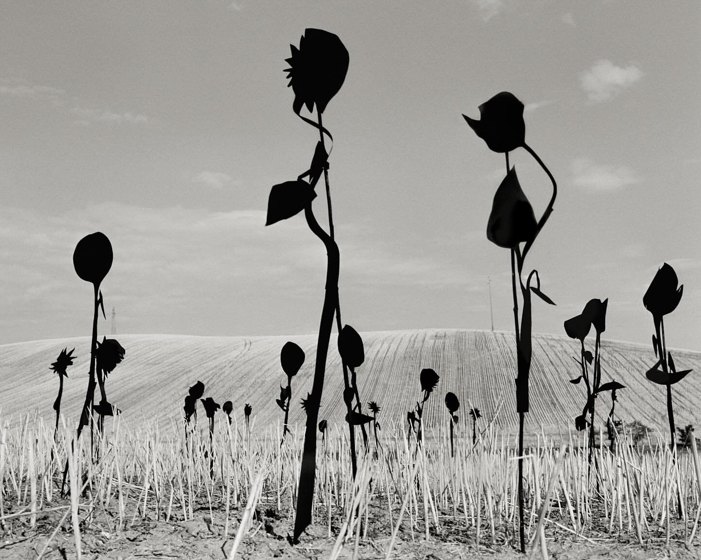 Black and white landscape with metal flower art silhouettes in a field of wheat stubble against a rolling hill and cloudy sky.